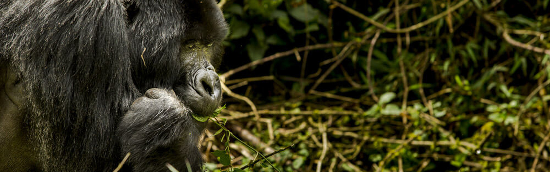Aventure en Ouganda - Safari & Grands Singes - Départ Spécial | Sous l'Acacia