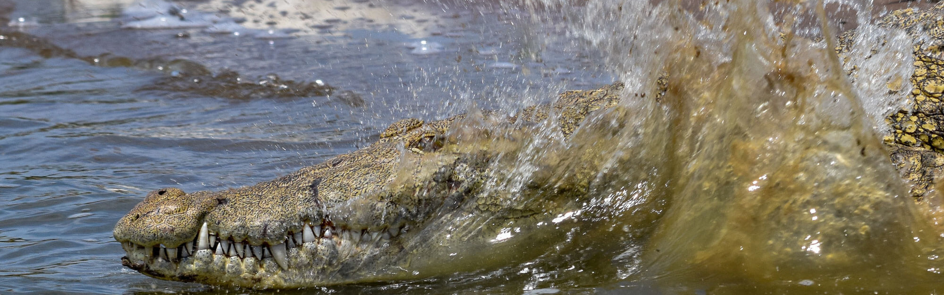 Partez pour un safari & un voyage sur-mesure en Afrique | Sous l'Acacia