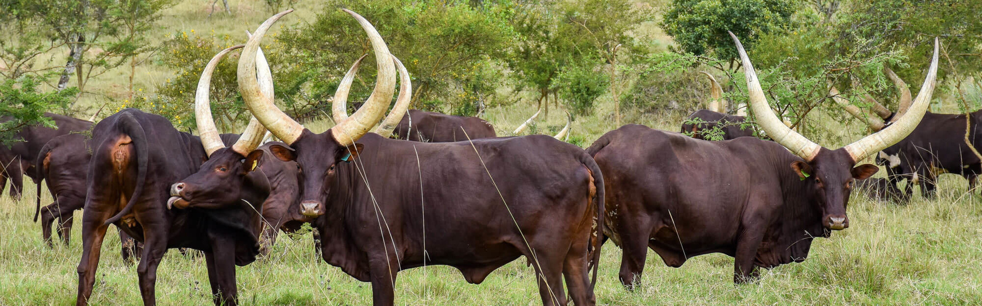 Aventure en Ouganda - Safari & Grands Singes | Sous l'Acacia