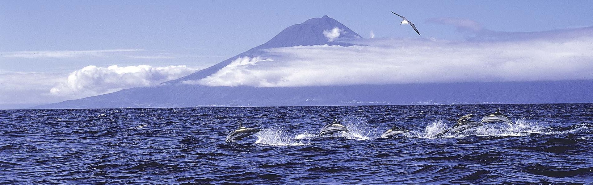 Açores | Sous l'Acacia