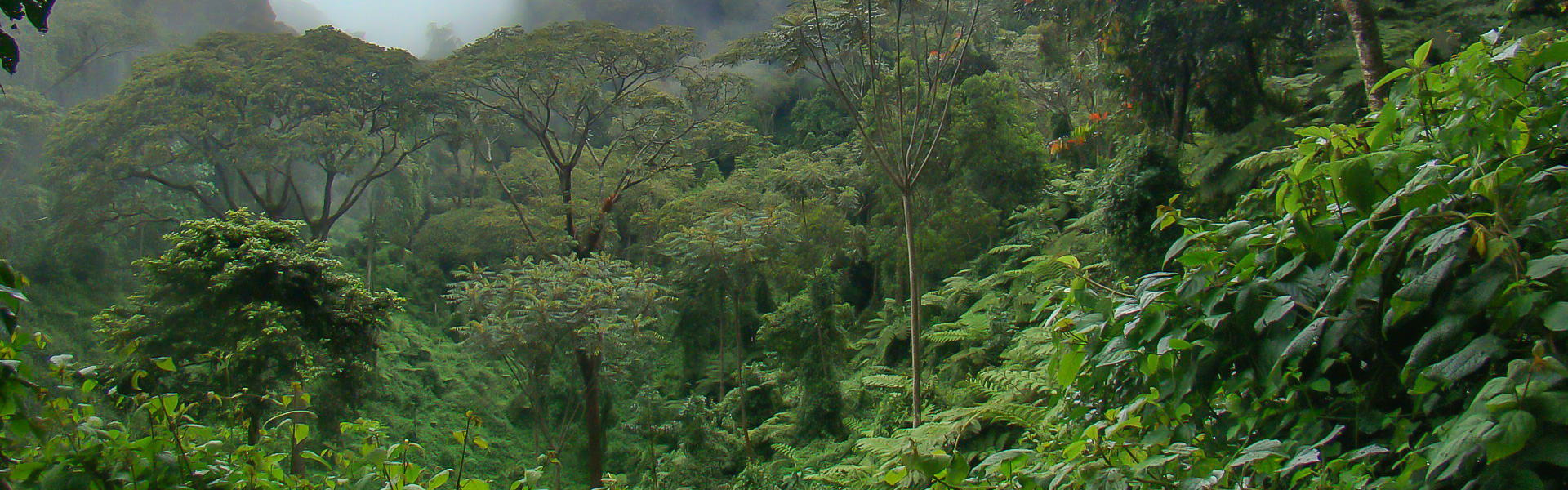 Forêt de Nyungwe | Sous l'Acacia