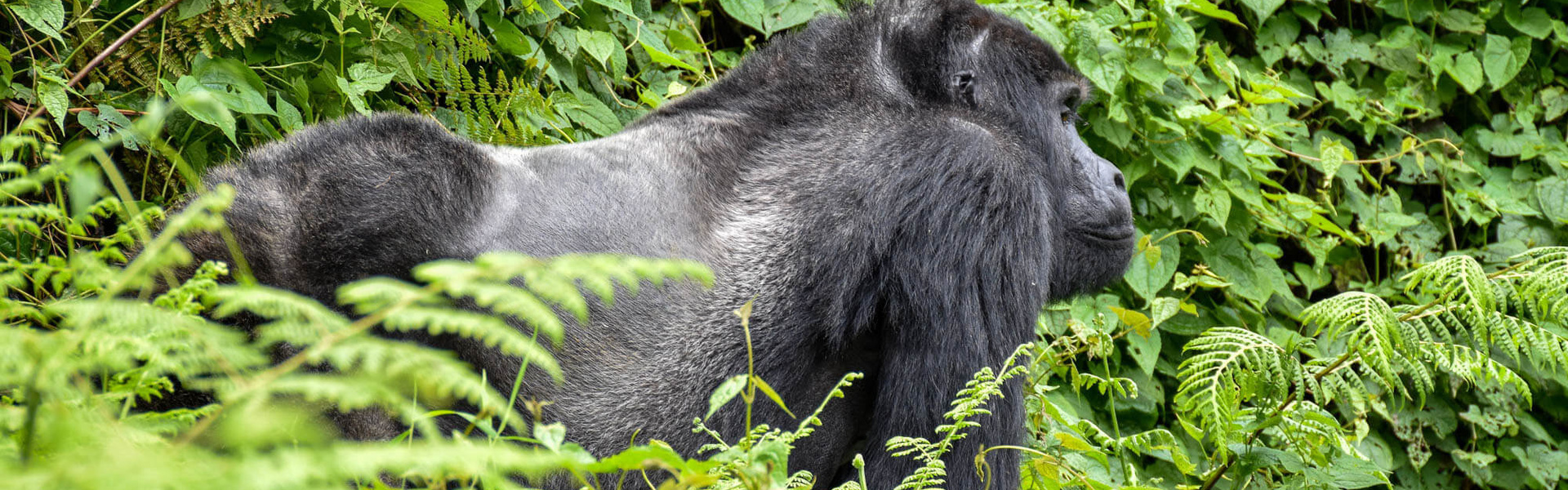 Au pays des Mille collines | Sous l'Acacia