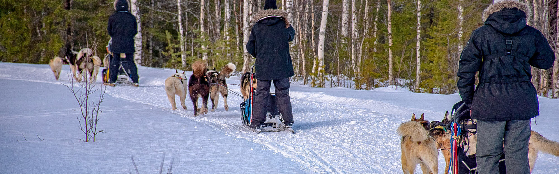 Chiens de traîneaux et multi-activités | Sous l'Acacia