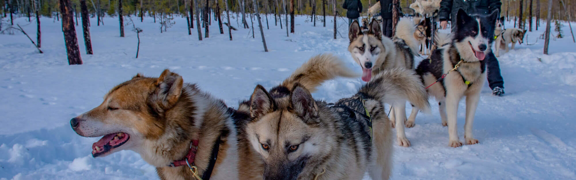 Suède - Laponie | Sous l'Acacia