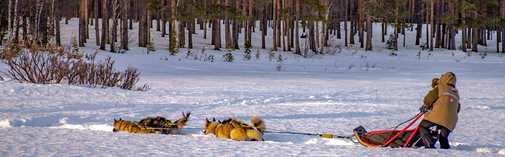 Raid en chiens de traîneaux | Sous l'Acacia