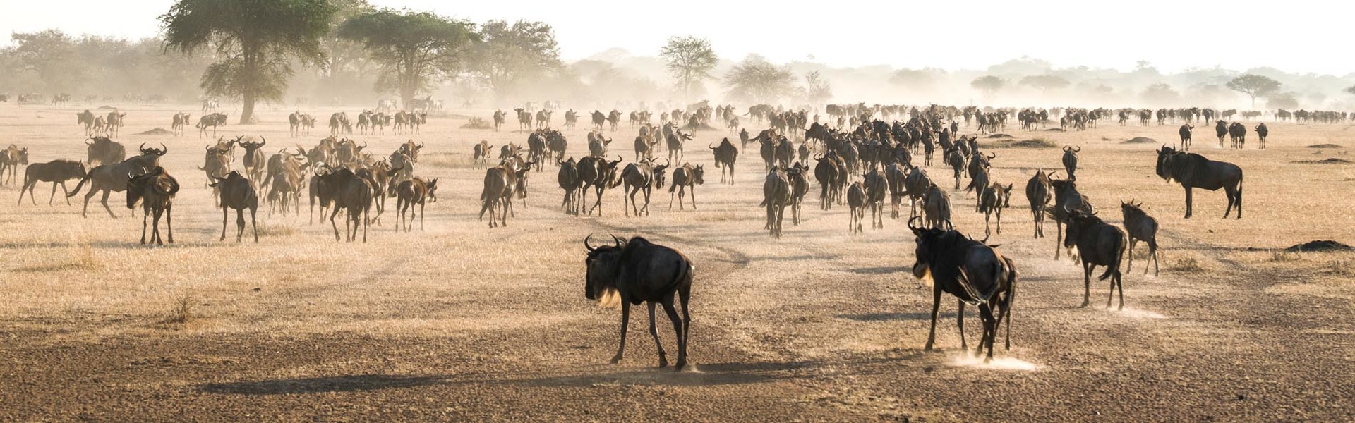 Suivez la Grande Migration des Gnous en Tanzanie et au Kenya | Sous l'Acacia