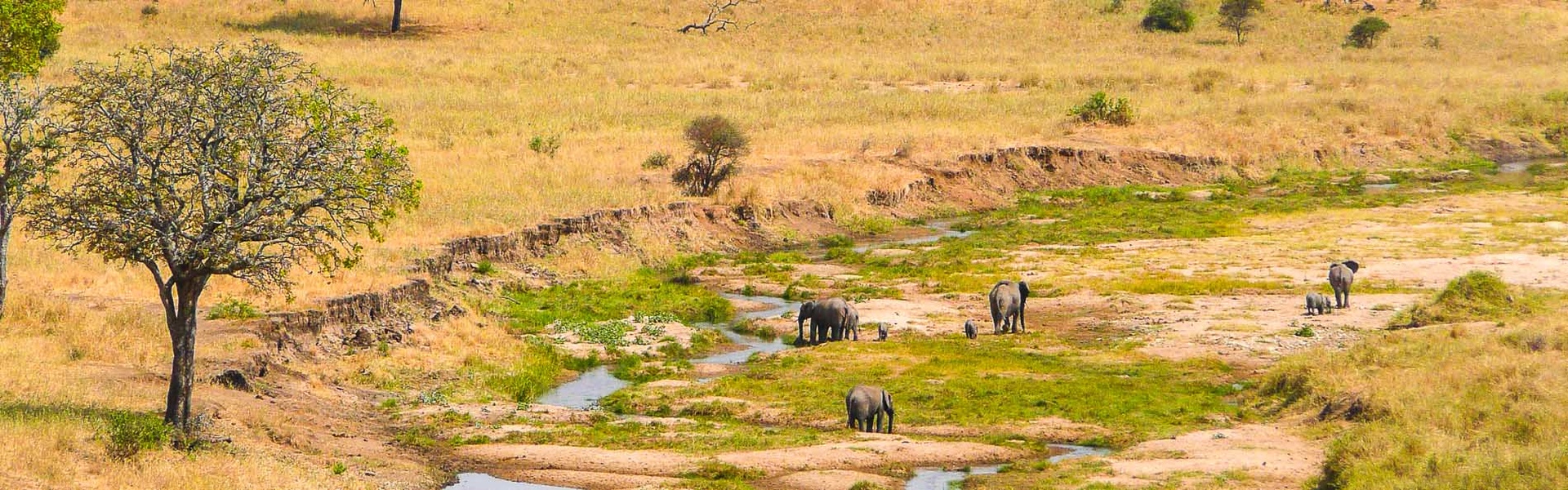 Tarangire | Sous l'Acacia