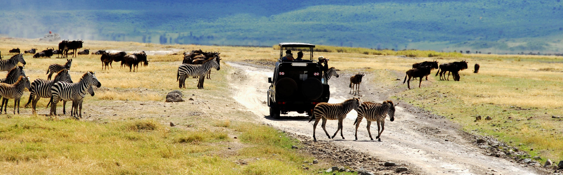 Ngorongoro | Sous l'Acacia