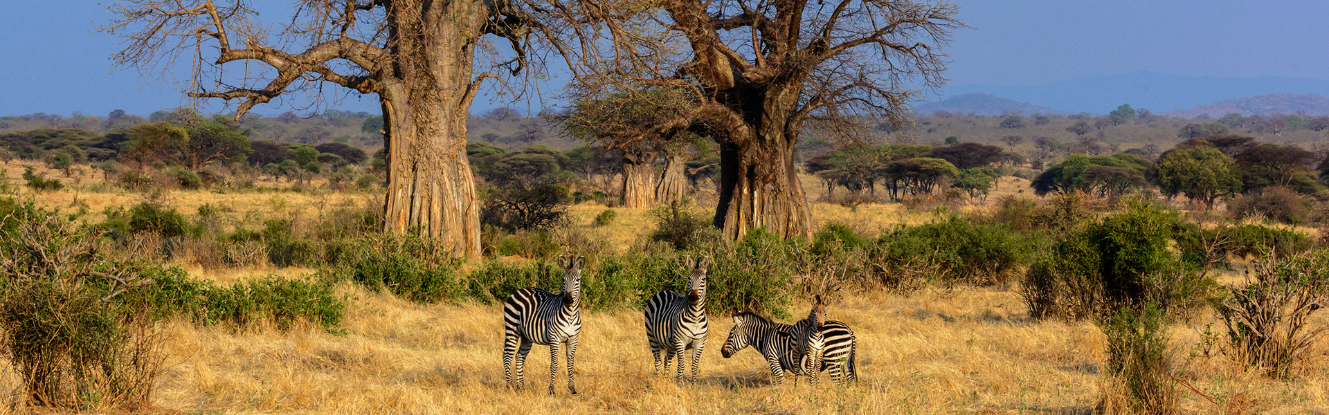 Ruaha | Sous l'Acacia