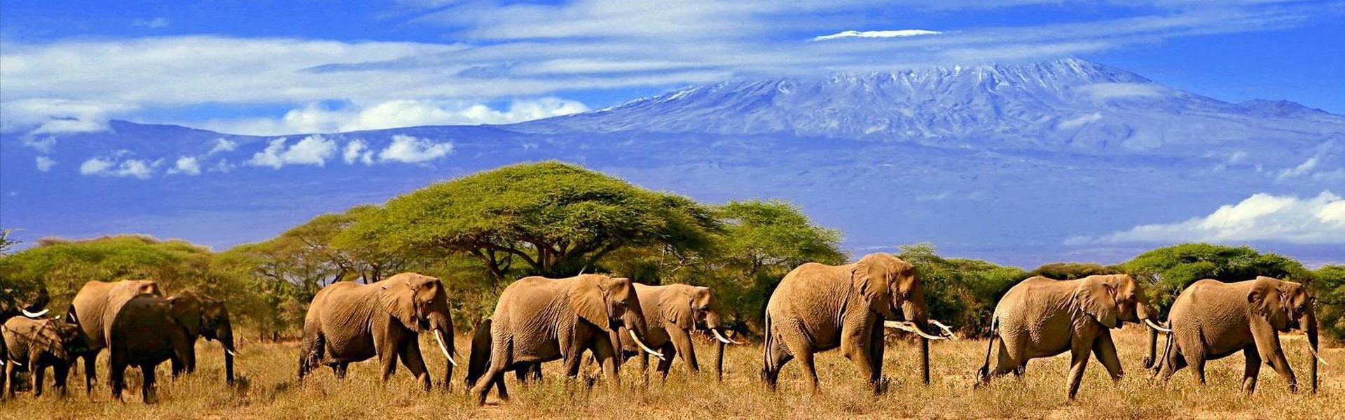 L'incroyable faune du N'gorongoro | Sous l'Acacia