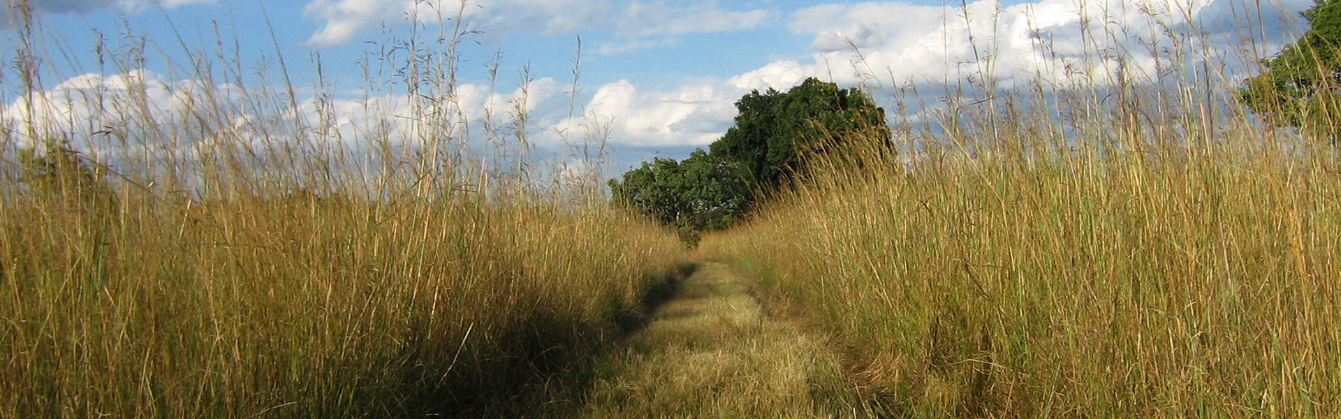 L'essentiel de la Zambie | Sous l'Acacia