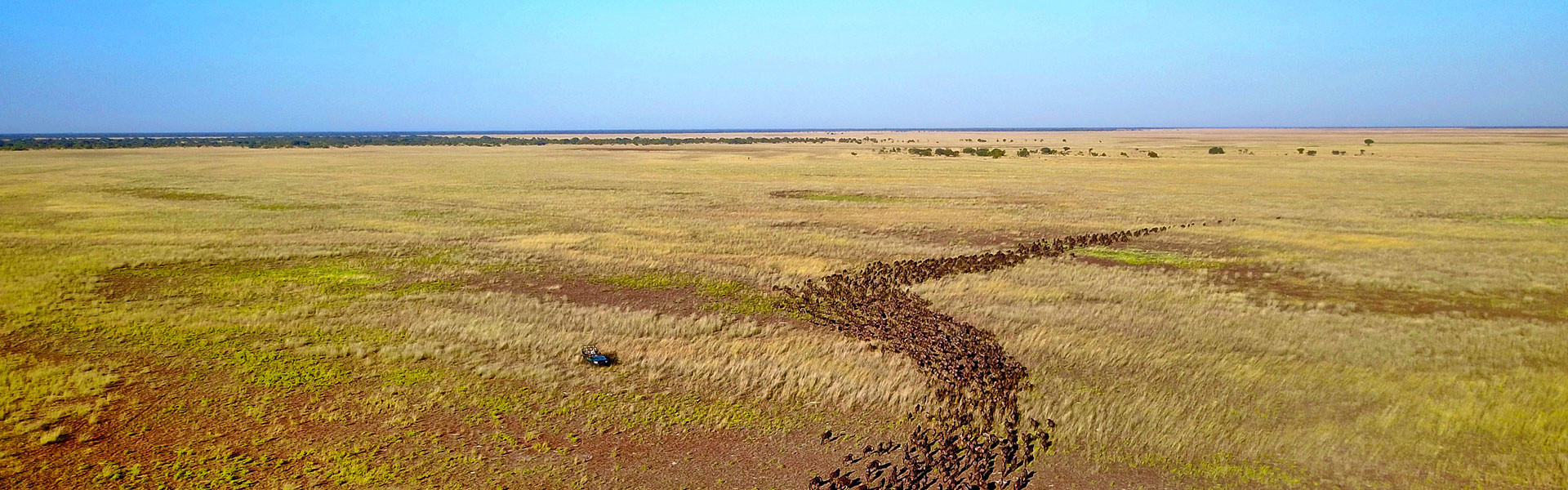 Liuwa Plains | Sous l'Acacia