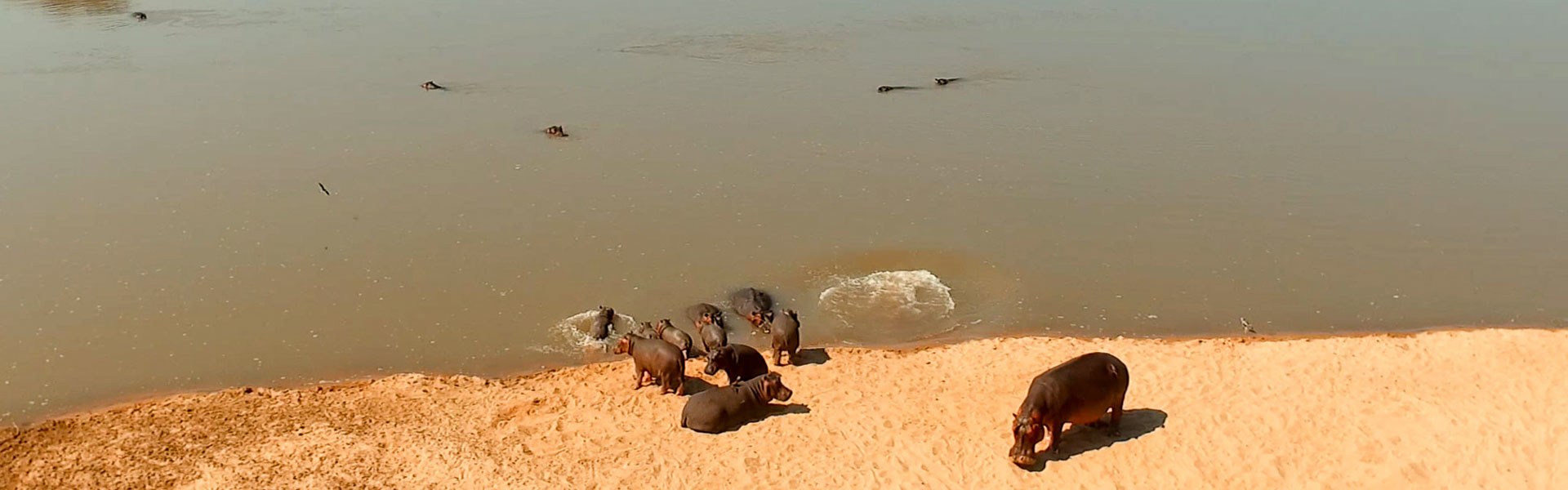 Parc national de Luangwa | Sous l'Acacia