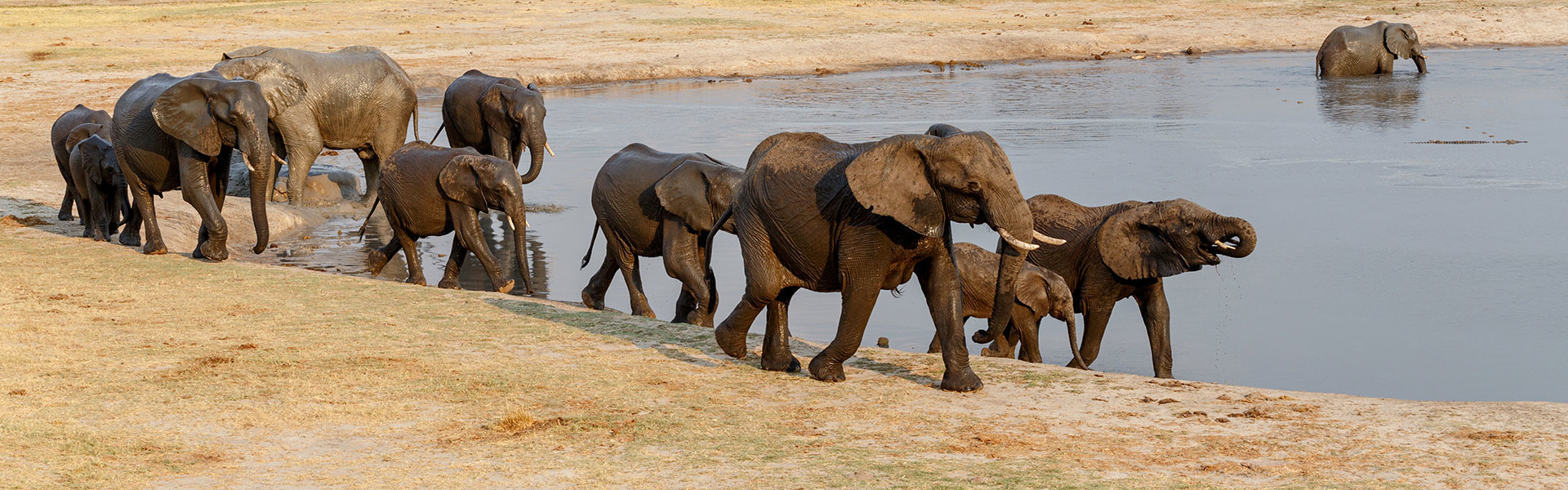 Hwange | Sous l'Acacia