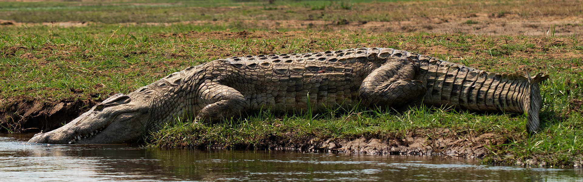 Mana Pools | Sous l'Acacia