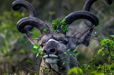 Afrique du Sud 100% Kruger