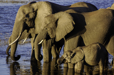 Au coeur du delta de l'Okavango