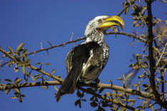 Safari authentique, entre confort et aventure