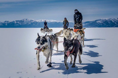 Chiens de traîneaux sur le lac Khuvsgul