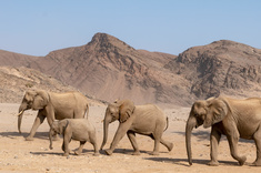 Expédition en Namibie