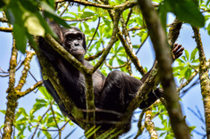 Rencontre avec les grands singes