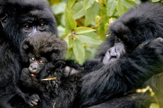 Ouganda - Spécial Primate