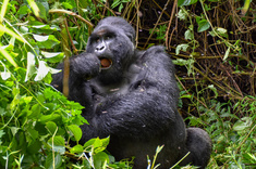 Du Kenya au Rwanda, safari & gorilles