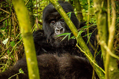 Du Kenya au Rwanda, safari & gorilles