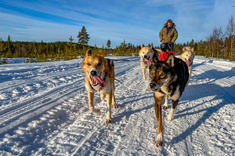 Raid en chiens de traîneaux