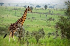 L'incroyable faune du N'gorongoro