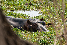 Canoë sur le Zambèze & South Luangwa