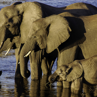 Au coeur du delta de l'Okavango