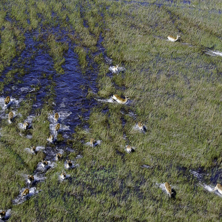 Botswana 100% Delta !