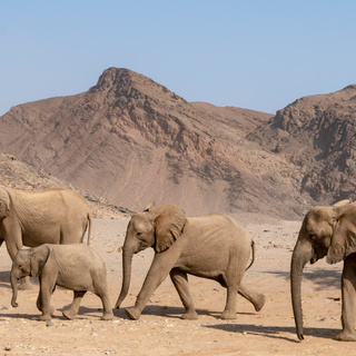 Expédition en Namibie