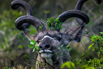 Afrique du Sud 100% Kruger