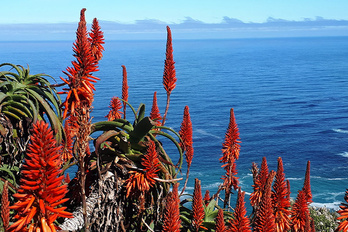 Route des jardins, Cap Algulhas et Hermanus