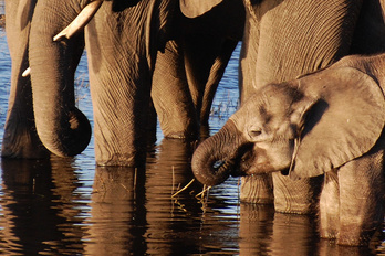 Parc National de Chobe