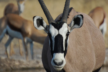 Parc transfrontalier Kgalagadi