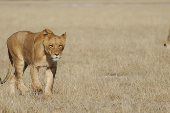 Kalahari Central