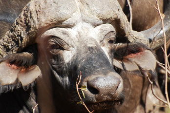 Parc National de Kruger