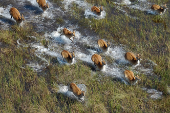 Delta de l'Okavango