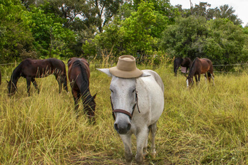 Amazonie et Manaus
