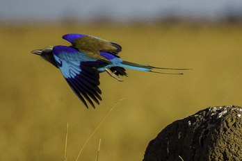 Moremi, Chobe & Victoria Falls