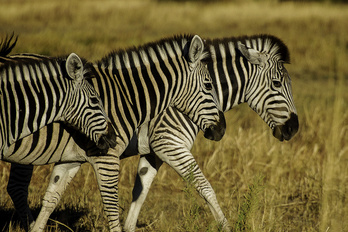 Camp itinérant au Botswana entre voyageurs