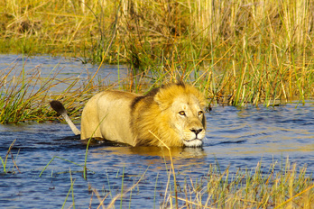 L'essentiel du Botswana en lodge & Victoria Falls