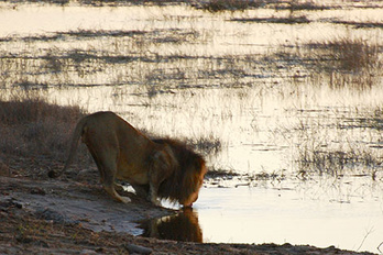 Parc National de Chobe
