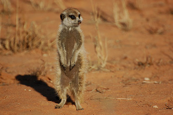 Réserve Makgadikgadi Pans & Nxai Pans