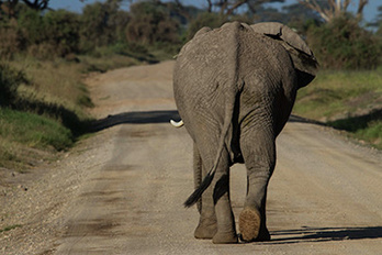 Amboseli