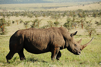 Le Kenya authentique en lodges
