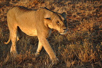 Parc National de Tsavo